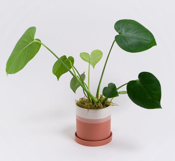 Small Monstera in Ceramic Pot "Tia"